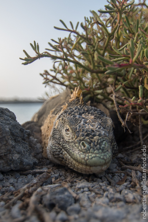 galapagos